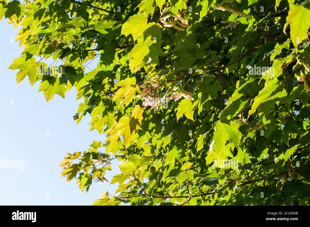 twigs of a sycamore maple tree in front of clear blue sky with