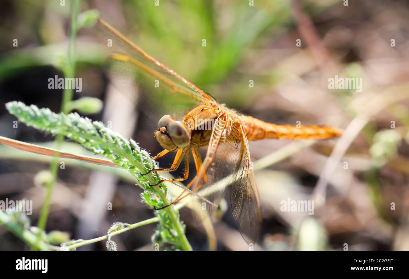 portrait, macro of a dragonfly Stock Photo - Alamy