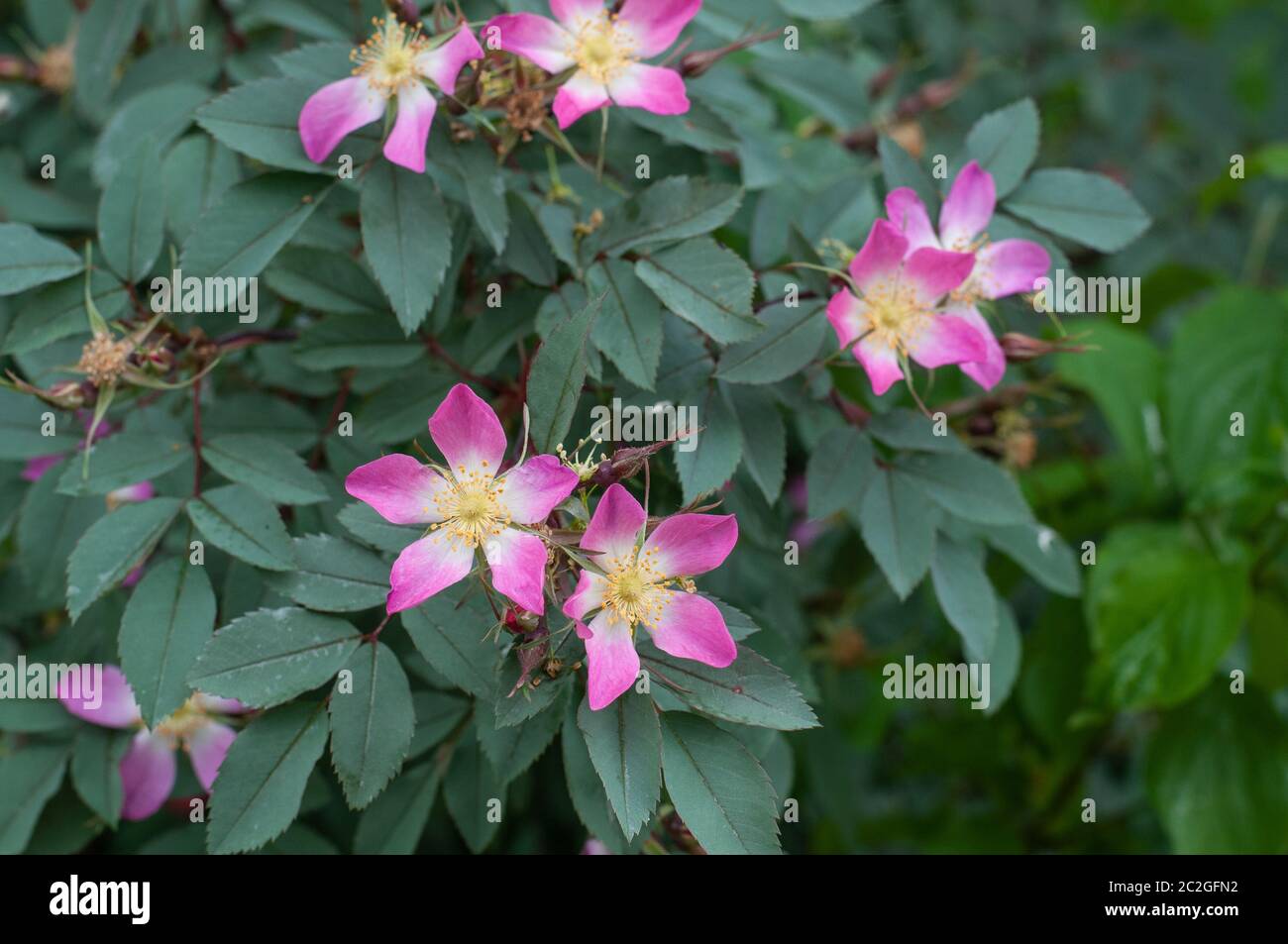 close-up of a flowering dog rose shrub with pink and white petals and ...
