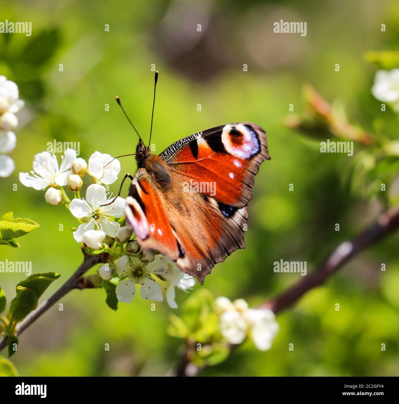 one-day peacock butterfly on white flowers Stock Photo - Alamy