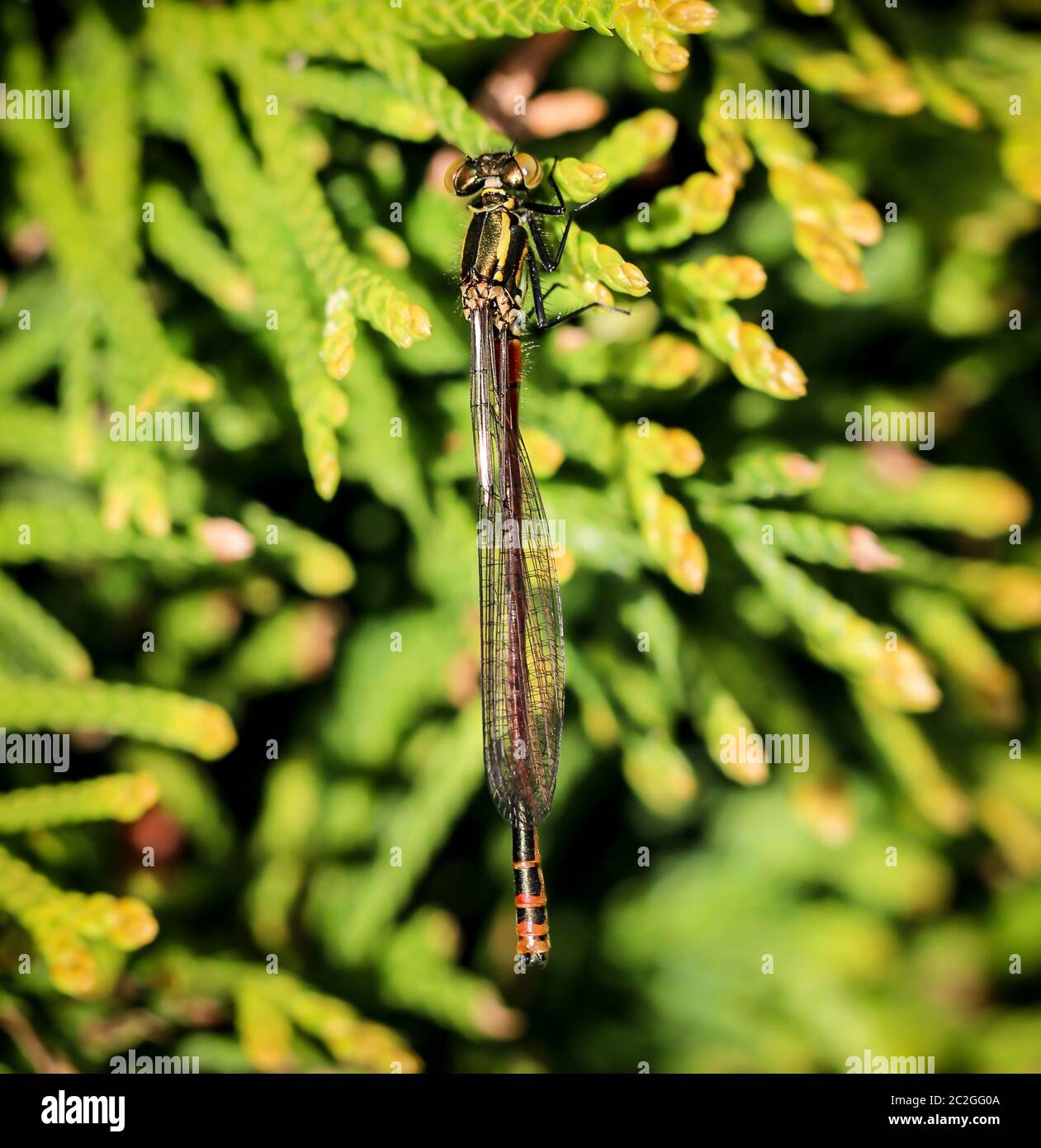 macro of an Adonis dragonfly (Pyrrhosoma nymphula Stock Photo - Alamy