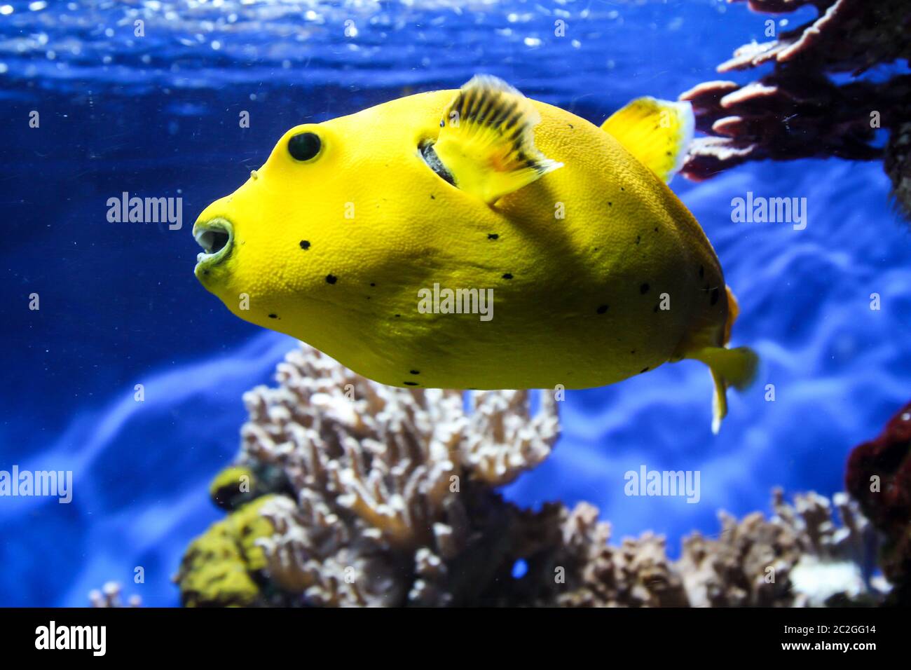 a yellow puffer fish in the sea Stock Photo