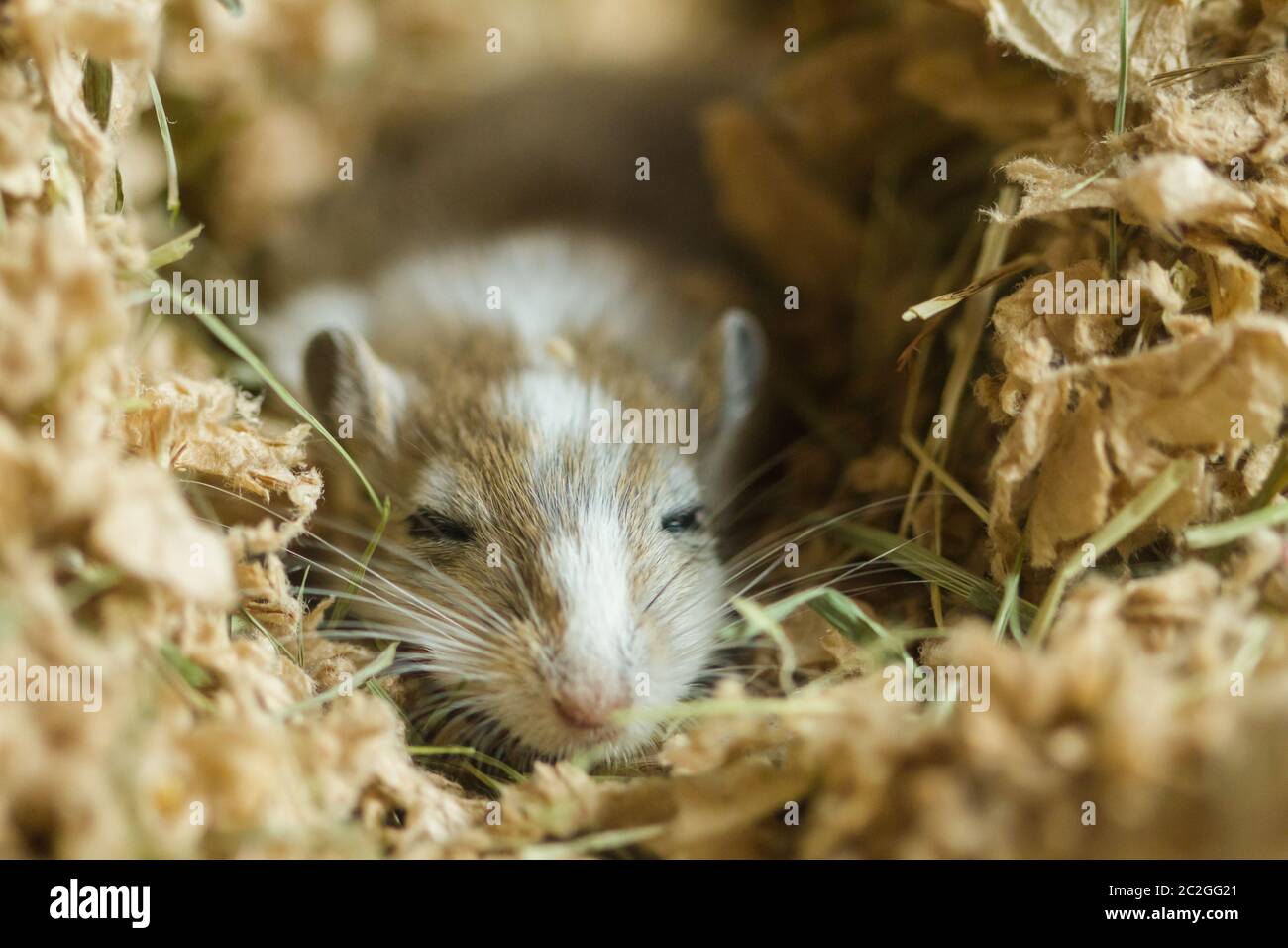 Meriones Unguiculatus Desert Hi-res Stock Photography And Images - Alamy