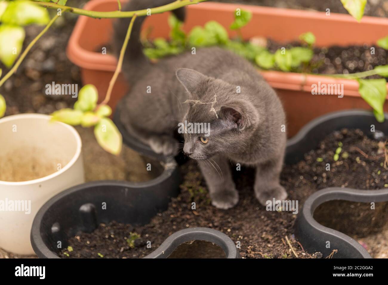 Little kitten is sniffing flower pot and grass Stock Photo