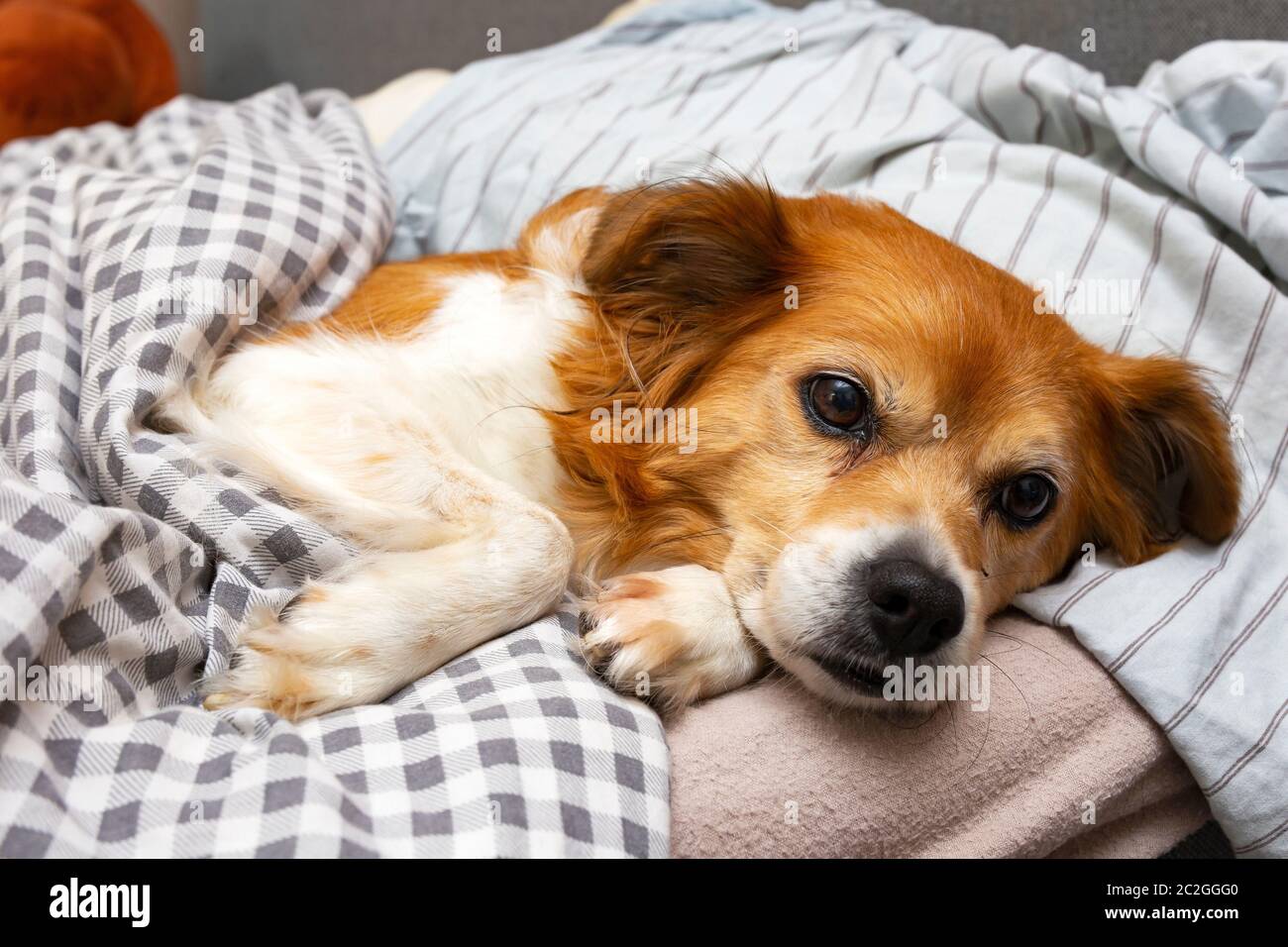 dog sleeps under covers