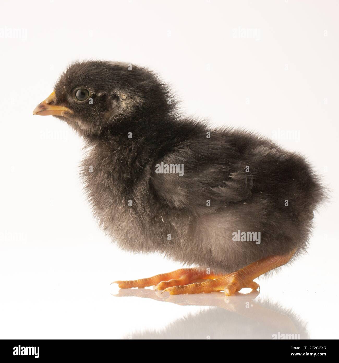 Page 3 Little Chicken High Resolution Stock Photography And Images Alamy