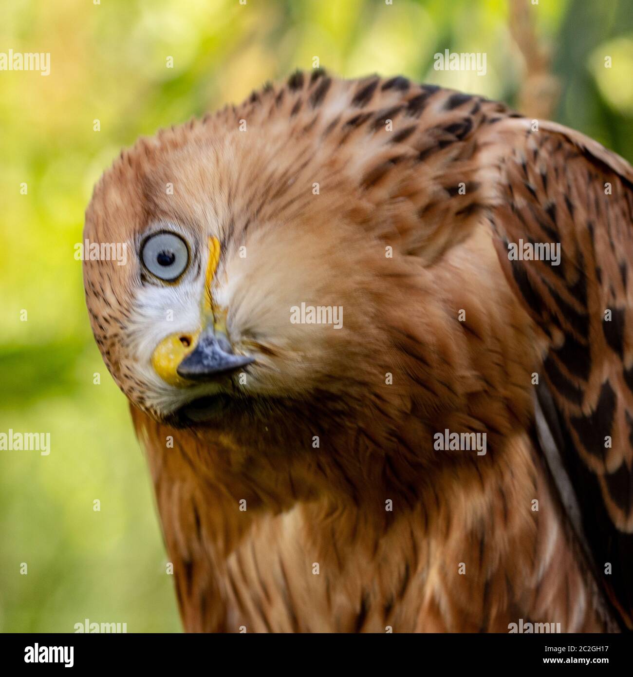Hawk portrait with selective soft focus, on the background of green nature. Stock Photo