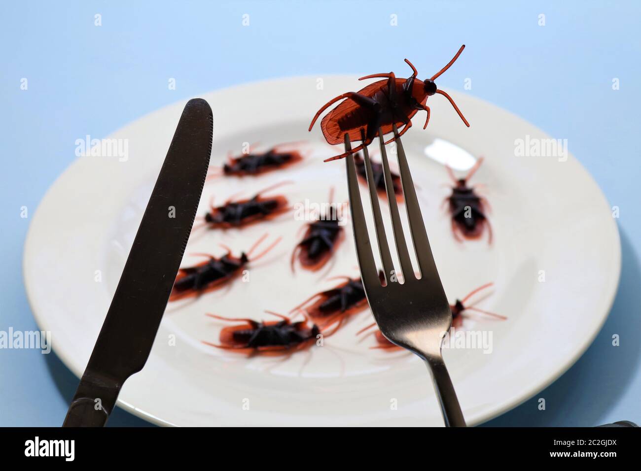 Bugs on a plate.Insects as food or edible insects are insect species used for human consumption either whole or as an ingredient in processed foods. Stock Photo