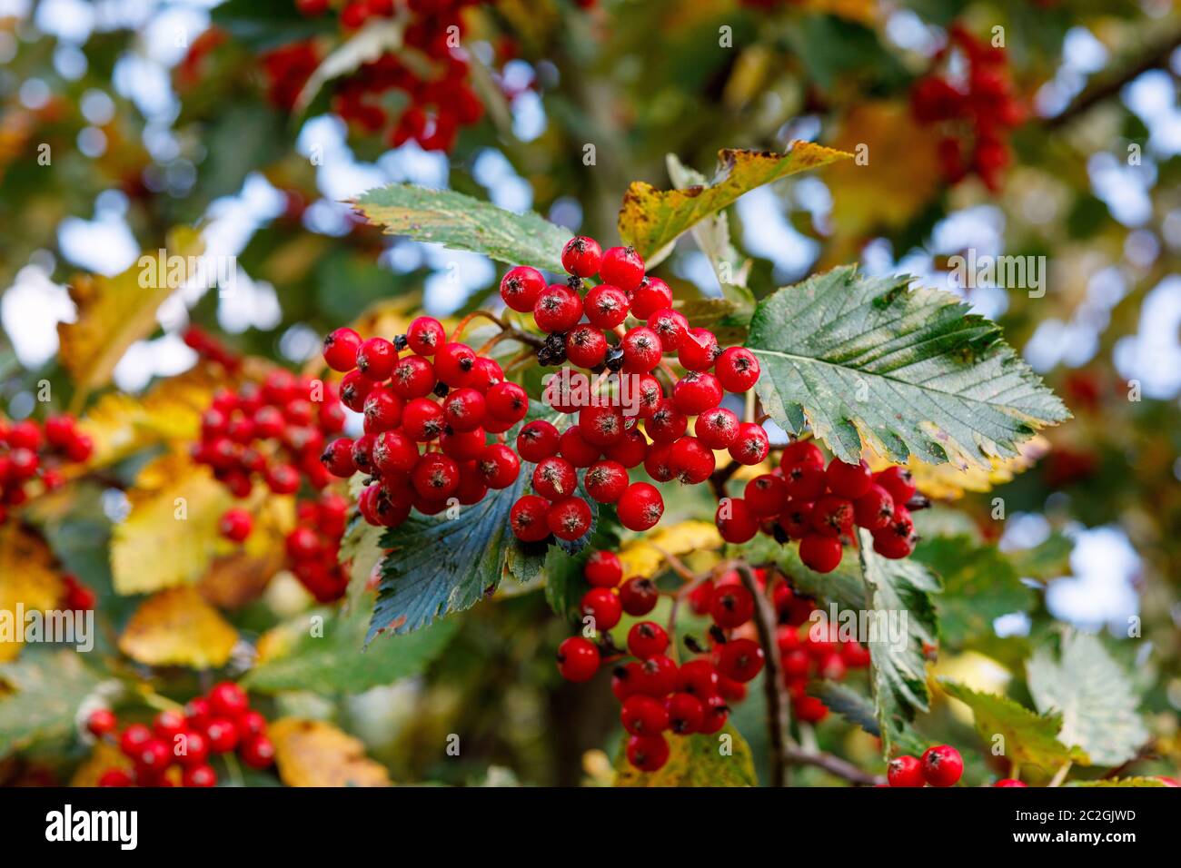 Ripe hawthorn on a background of yellowing leaves, selective focus Stock Photo