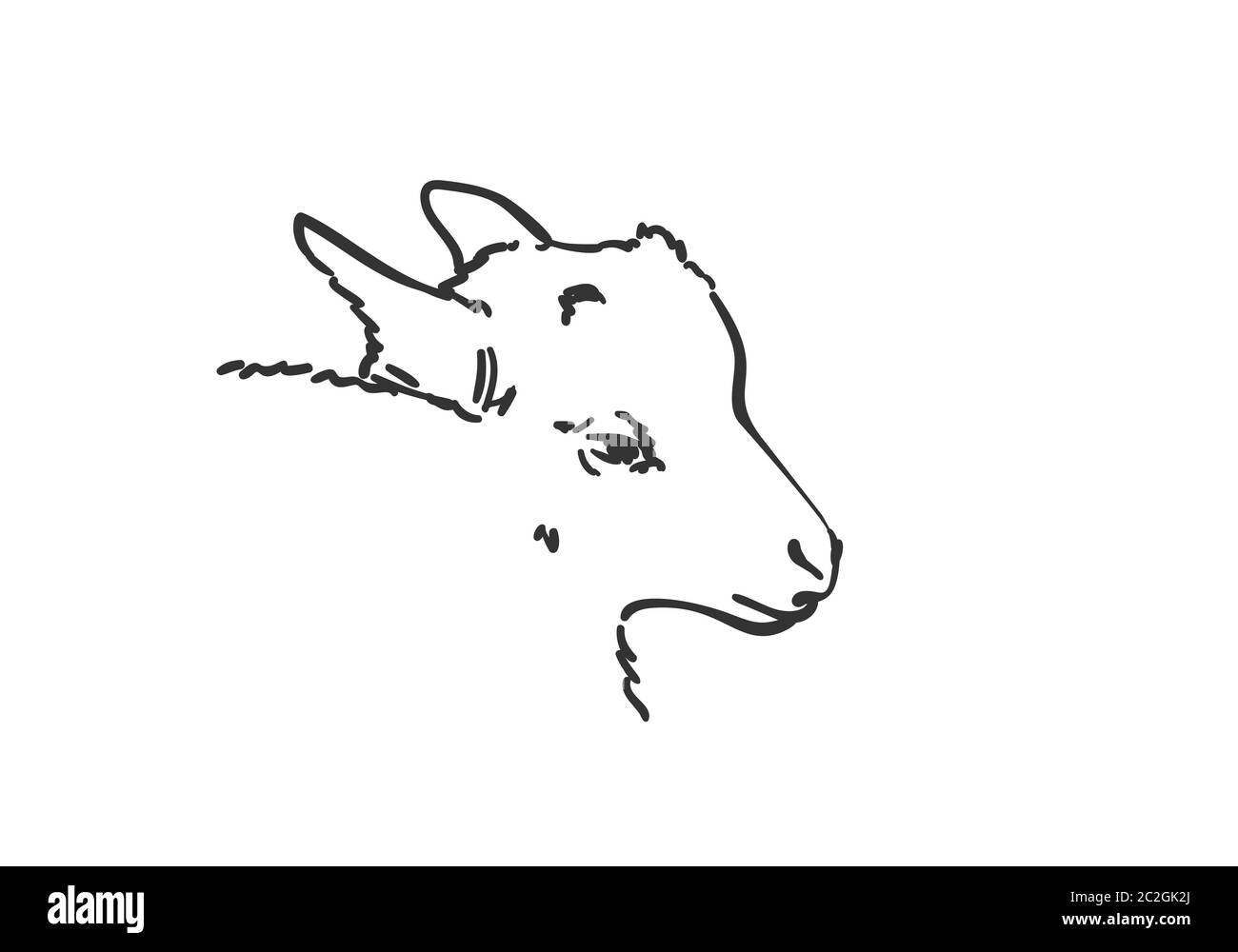 Goatling head vector sketch, Hand drawn illustration Stock Vector