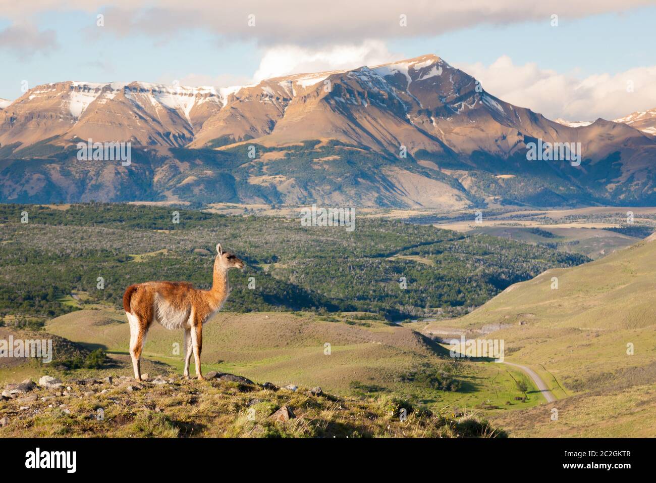 Guanaco from Torres del Paine National Park, Chile. Chilean Patagonia landscape Stock Photo