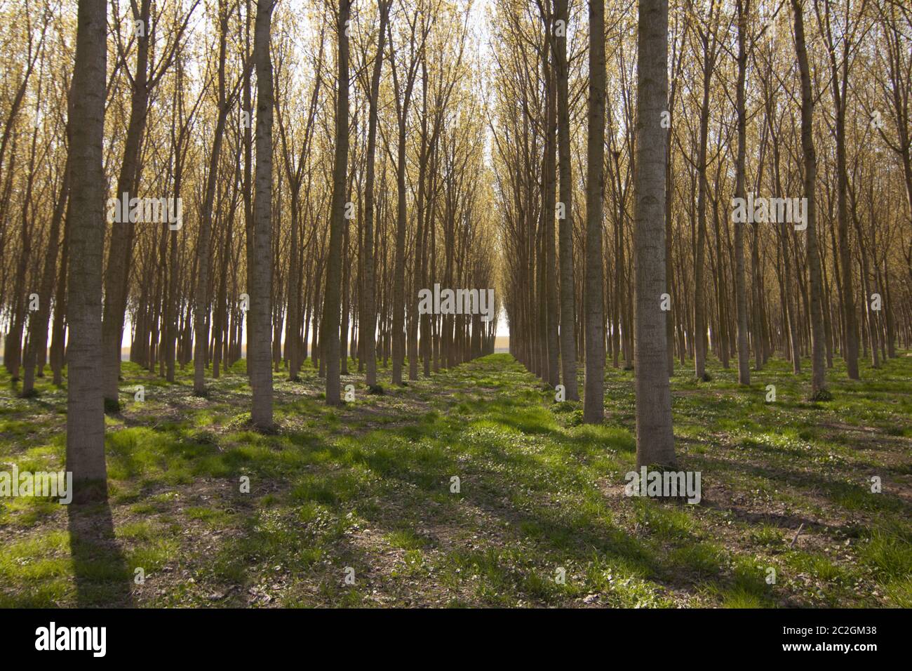 Po Valley landscape of Mantua with poplar cultivation Stock Photo