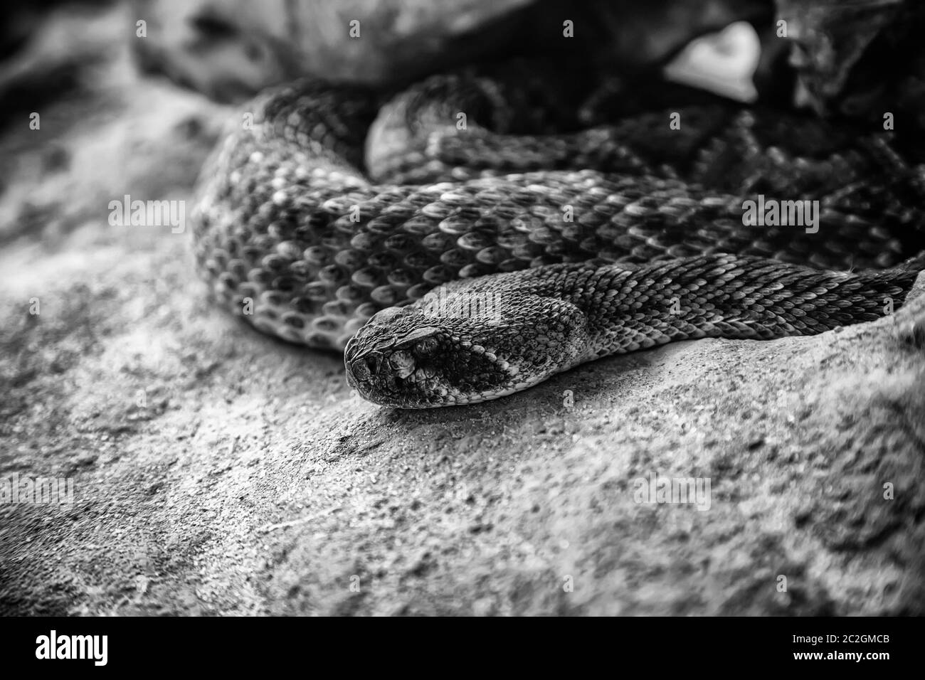 Wild poisonous snake, dangerous animal detail, deadly poison Stock Photo