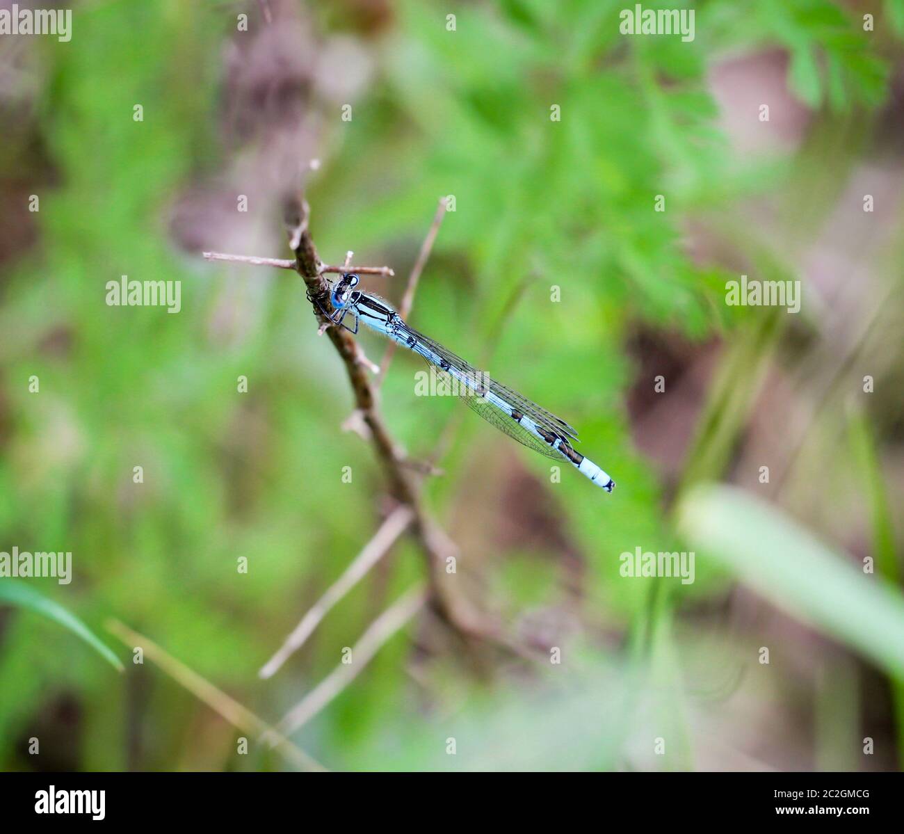 portrait, macro of a dragonfly Stock Photo - Alamy
