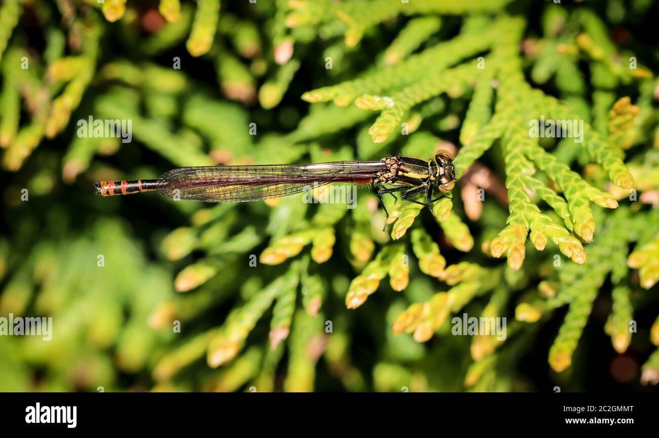 macro of an Adonis dragonfly (Pyrrhosoma nymphula Stock Photo - Alamy