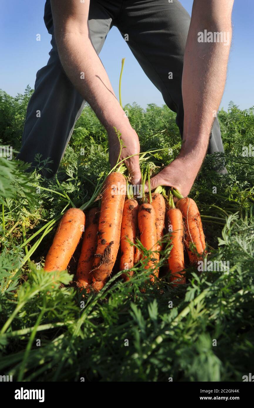 CARROTS BEING HARVESTED FROM A FIELD RE FARMING FARMERS BREXIT TRADE DEALS FOOD PRODUCTION COVID 19 ETC UK Stock Photo