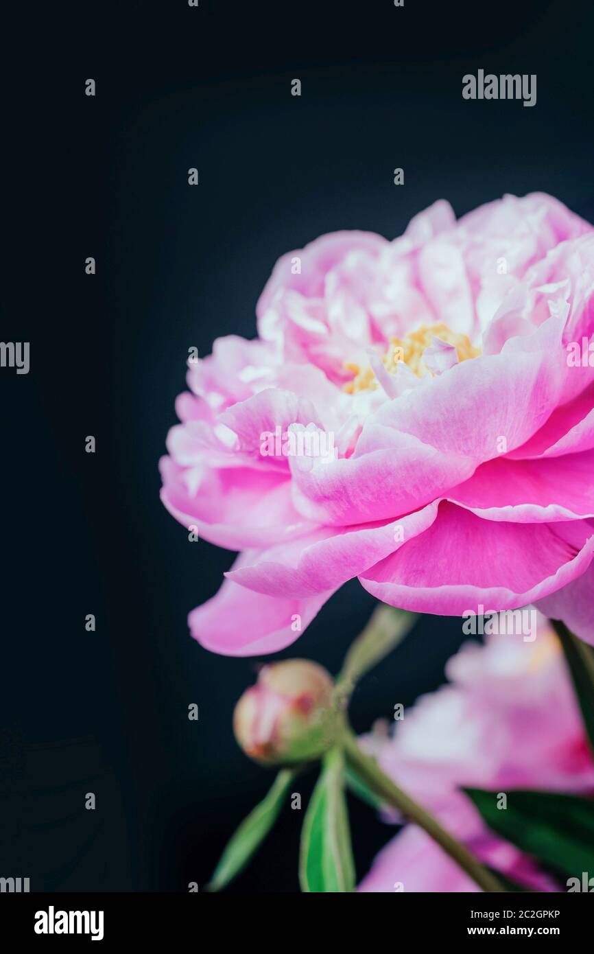 Pink Peony Flower On A Black Background Stock Photo Alamy