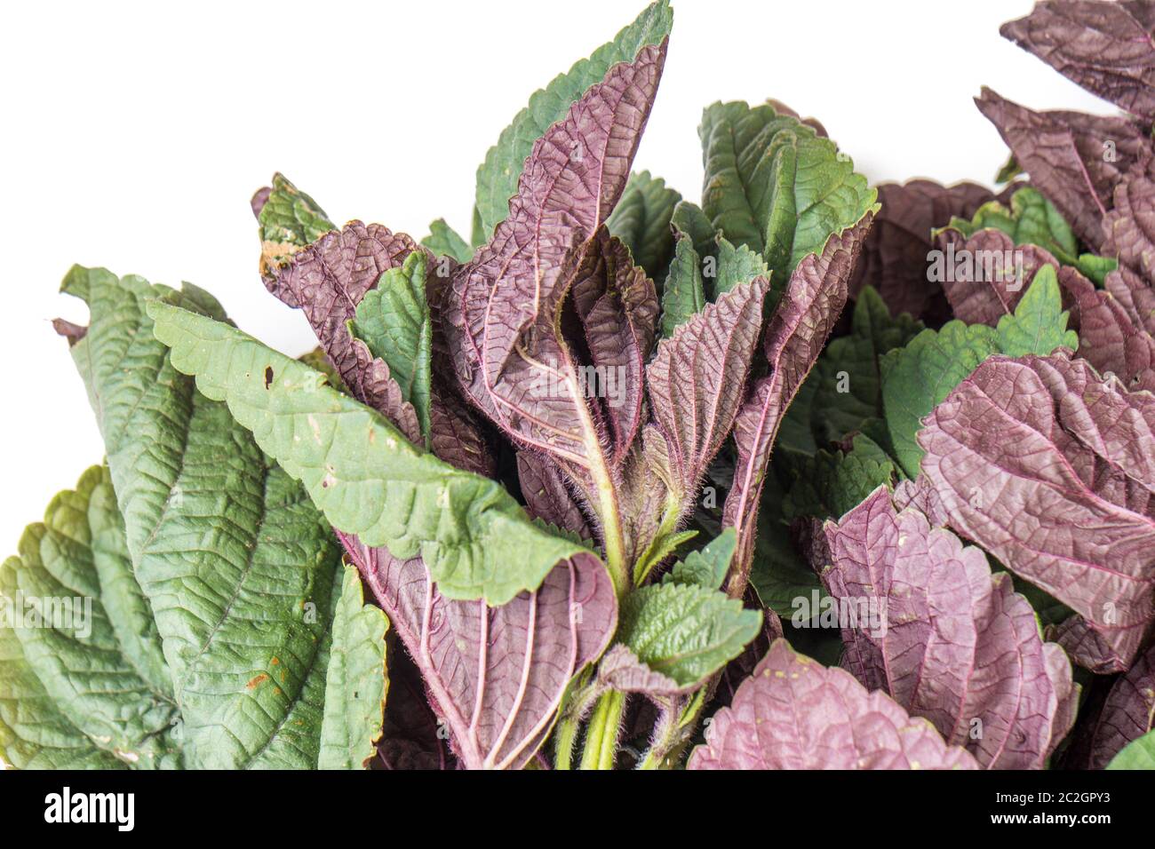Red and green Organic amaranth leaves isolated on white background Stock Photo Alamy