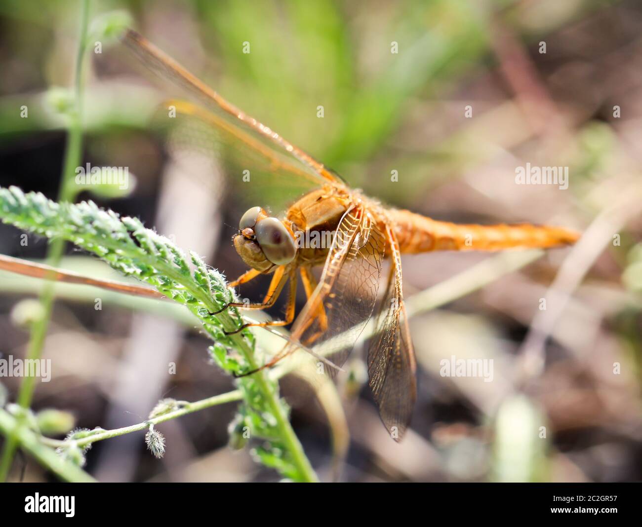 portrait, macro of a dragonfly Stock Photo - Alamy