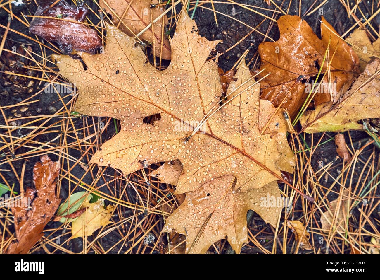 Wet fallen leaf on ground in autumn after rain Stock Photo - Alamy