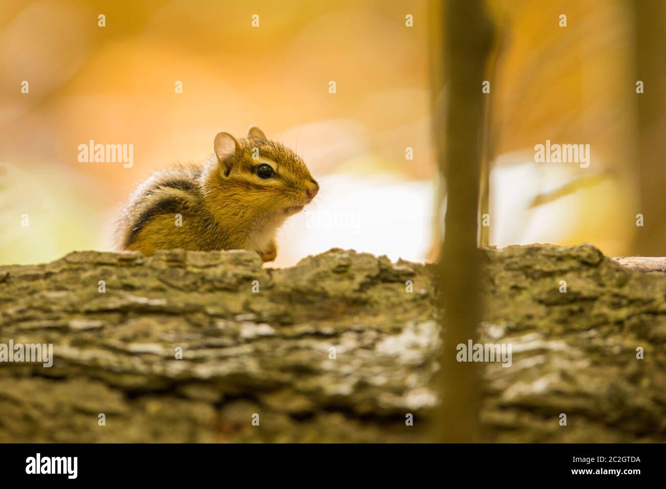 Tamias Spring Tamias striatus hole hi-res stock photography and images - Alamy