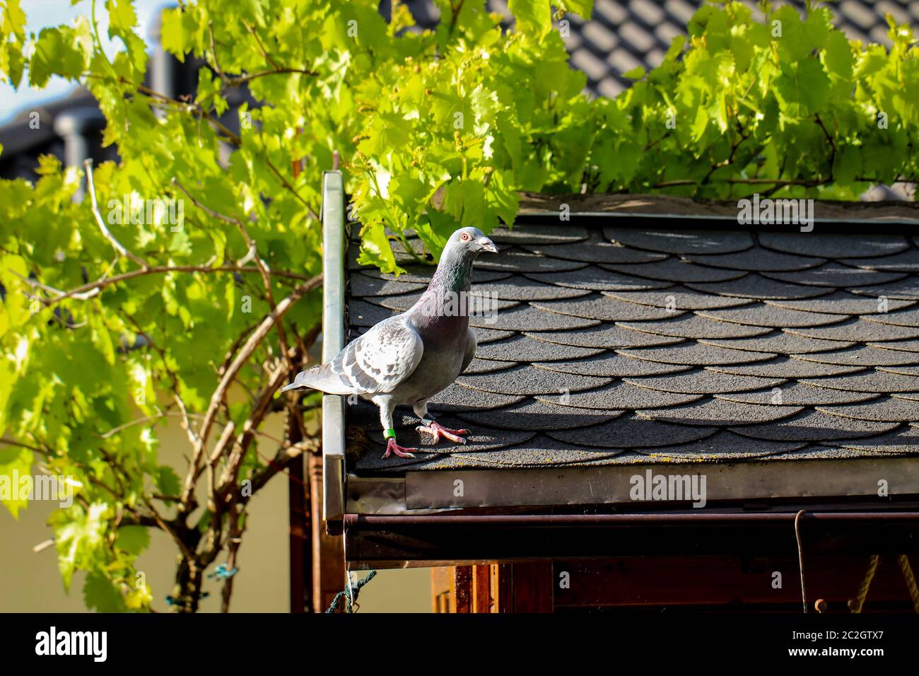 a pigeon sits on the roof of a garden shed Stock Photo
