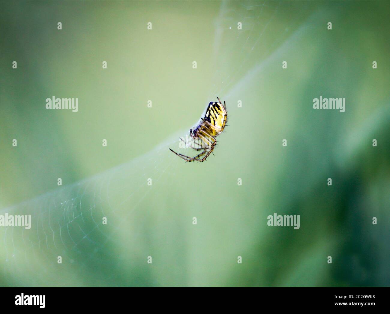 a juniper spider in web Stock Photo Alamy