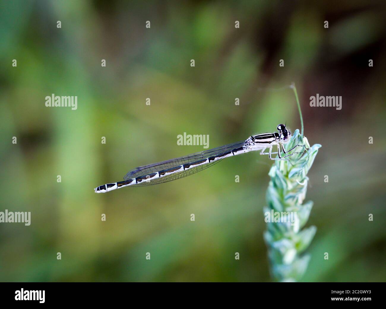 portrait, macro of a dragonfly Stock Photo - Alamy
