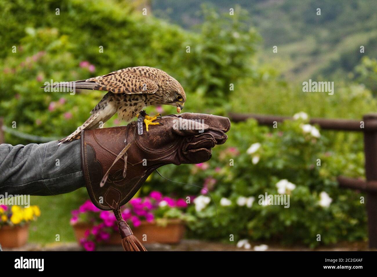 Common Kestrel (Falco tinnunculus), Falconry Stock Photo