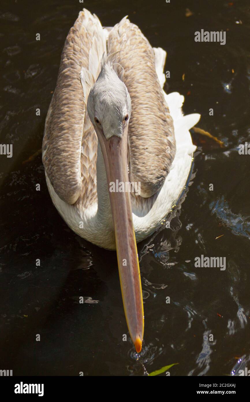 Young Dalmatian Pelican (Pelecanus crispus) Stock Photo