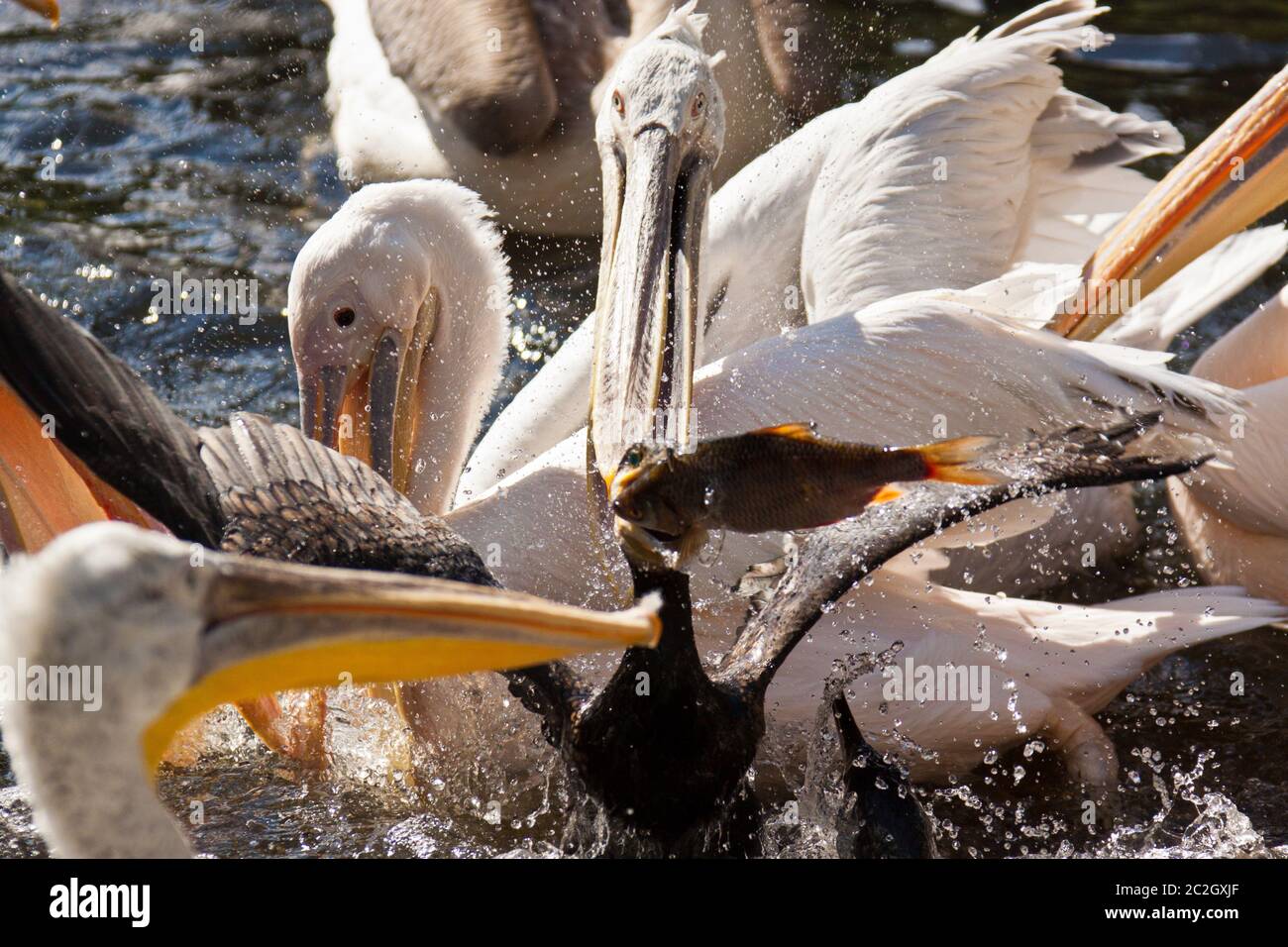 Dalmatian Pelican (Pelecanus crispus), Feeding Stock Photo