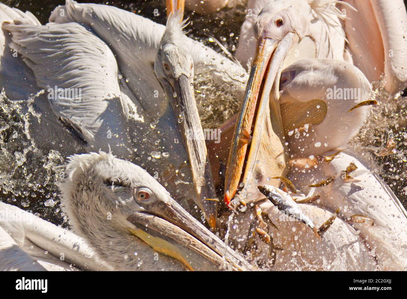 Dalmatian Pelican (Pelecanus crispus), Feeding Stock Photo