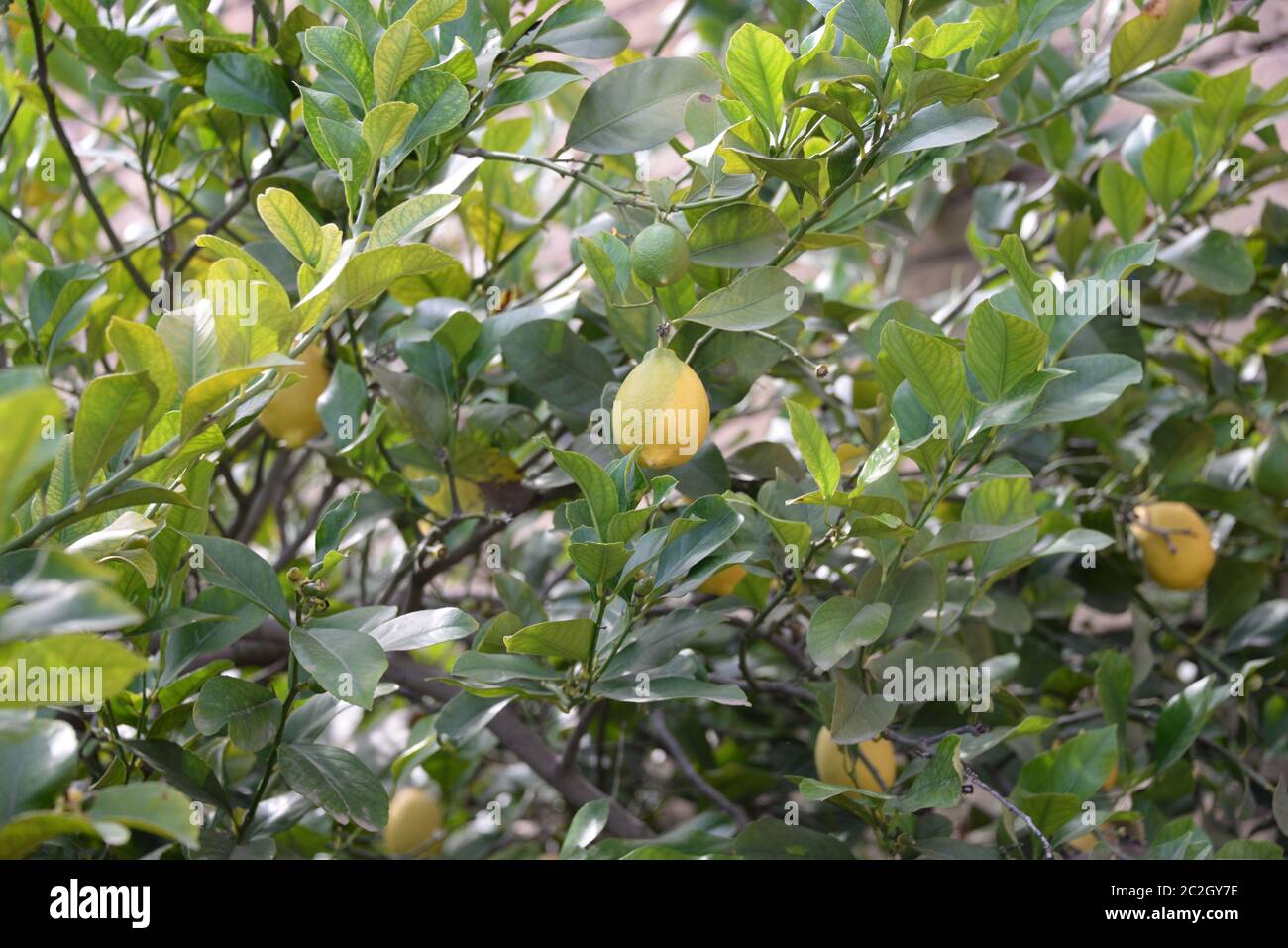 yellow lemons at the lemon tree, Province of Alicante, Costa Blanca, spain Stock Photo