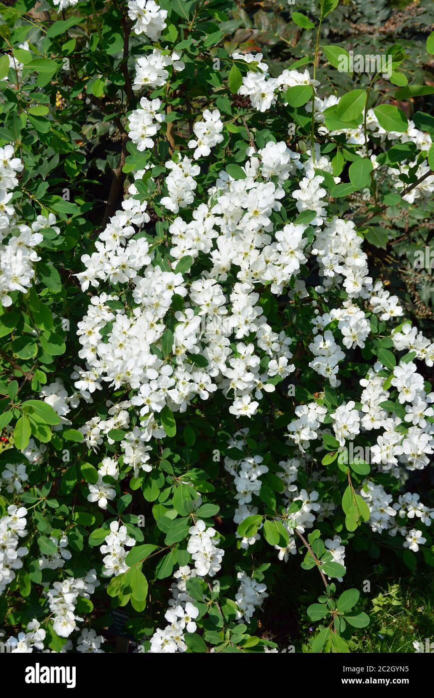 pearl bush, or pearlbush, Exochorda sp., gyöngycserje Stock Photo