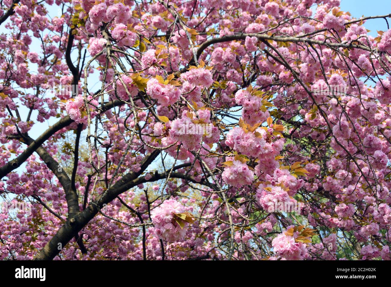 Japanese cherry, hill cherry, oriental cherry, East Asian cherry, Japanische Blütenkirsche, Prunus serrulata, japáncseresznye Stock Photo