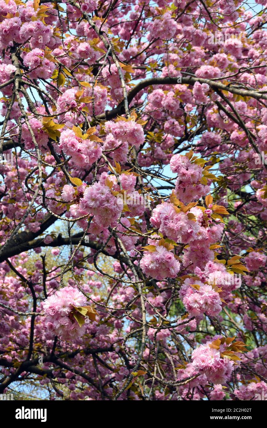 Japanese cherry, hill cherry, oriental cherry, East Asian cherry, Japanische Blütenkirsche, Prunus serrulata, japáncseresznye Stock Photo