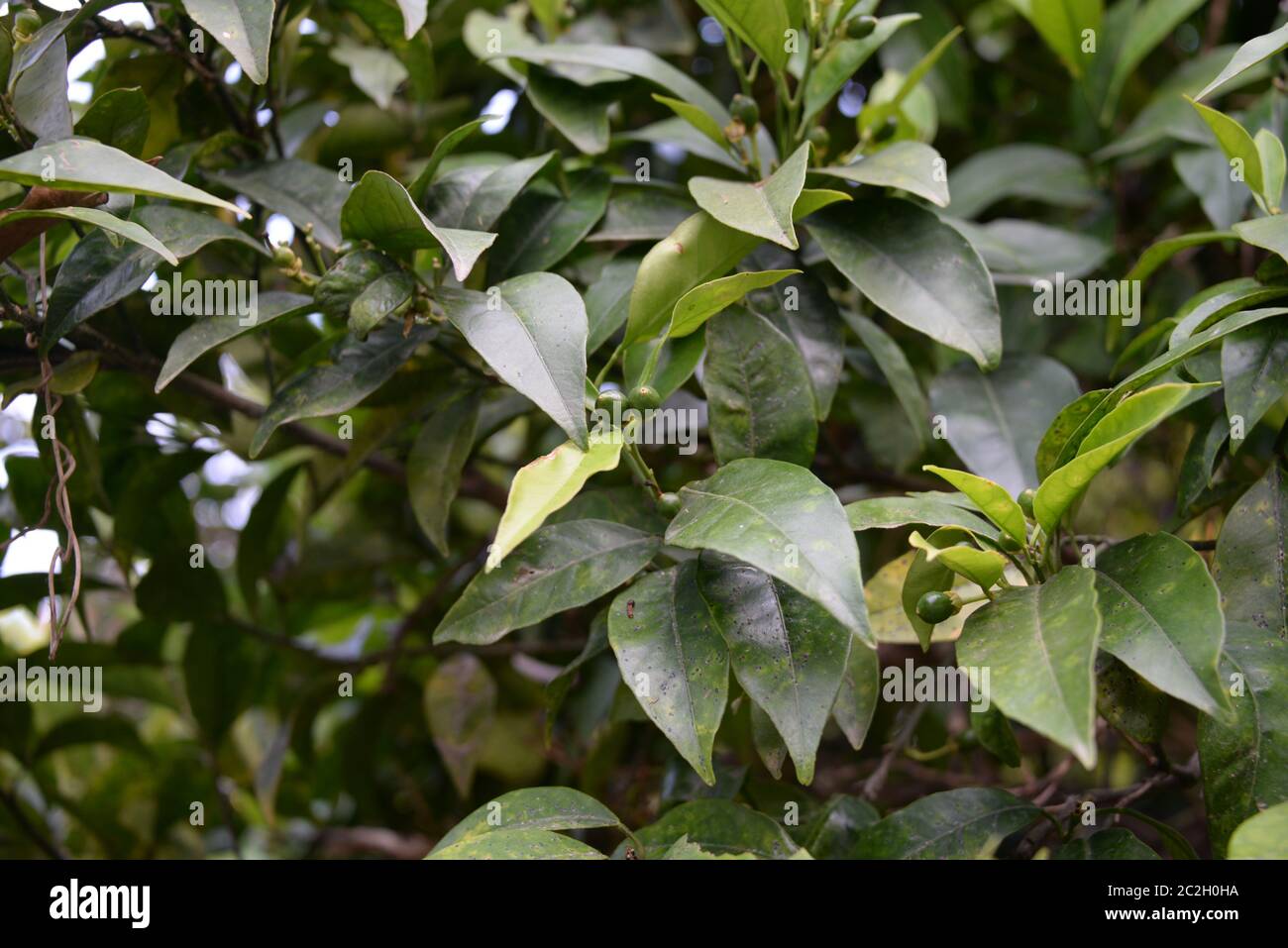 small oranges on orange tree in the province of Valencia, Spain Stock Photo