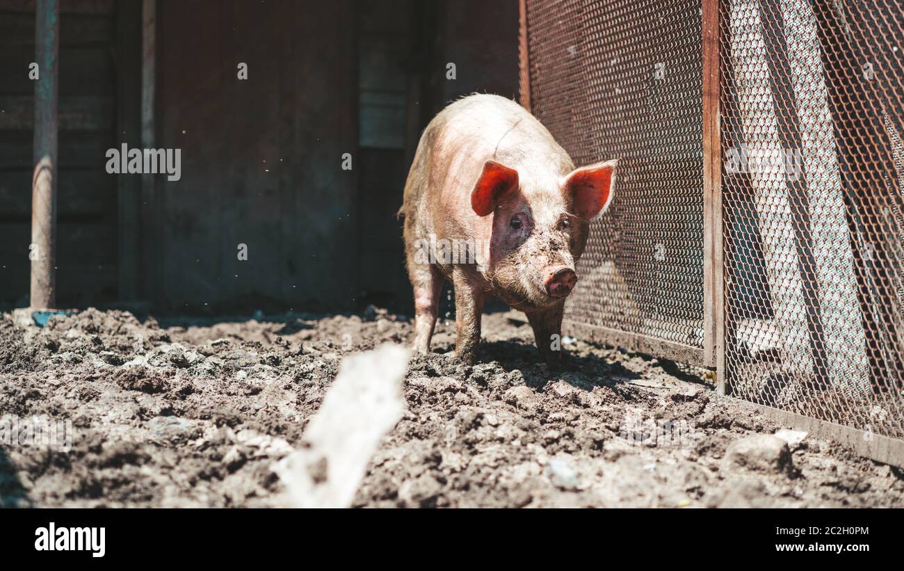 Portrait of messy pig on the farm, close-up. Happy pig on pig farm. Stock Photo