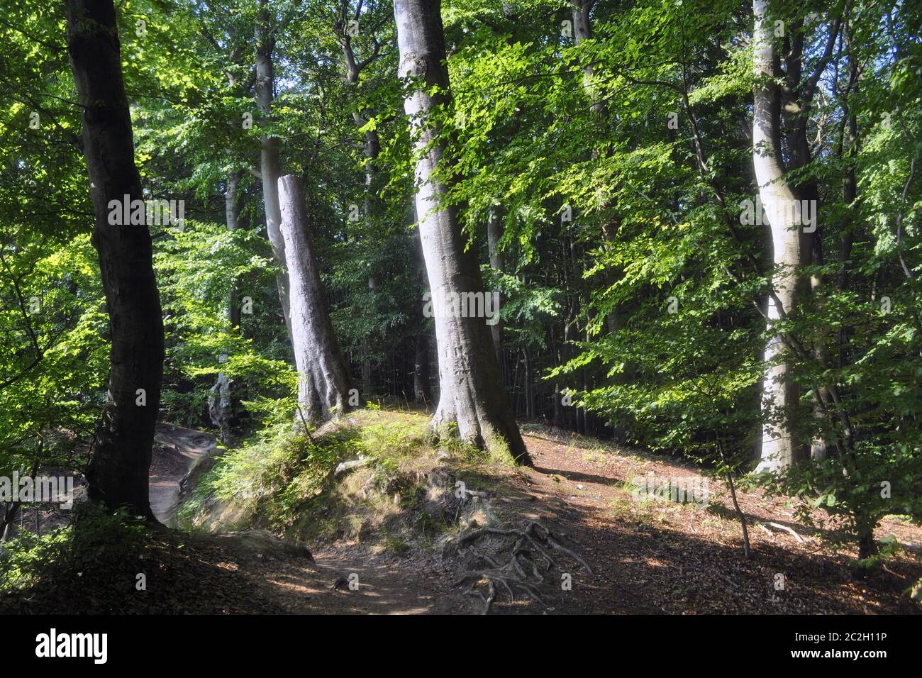 Forest panorama with beech trunks against the light Stock Photo