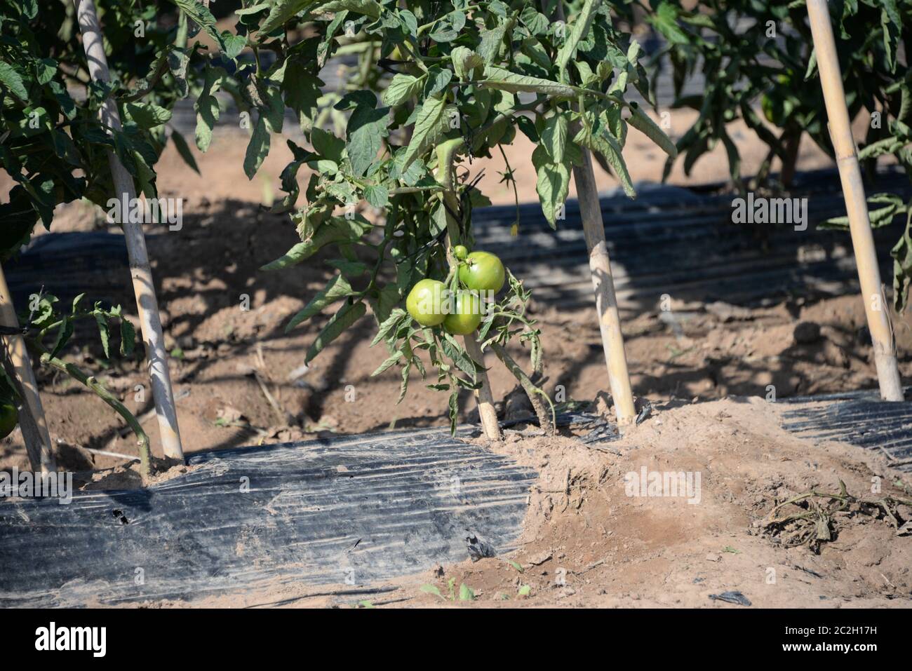 Tomato plants, tomatoes in the field in the province of Valencia, Spain  Stock Photo - Alamy