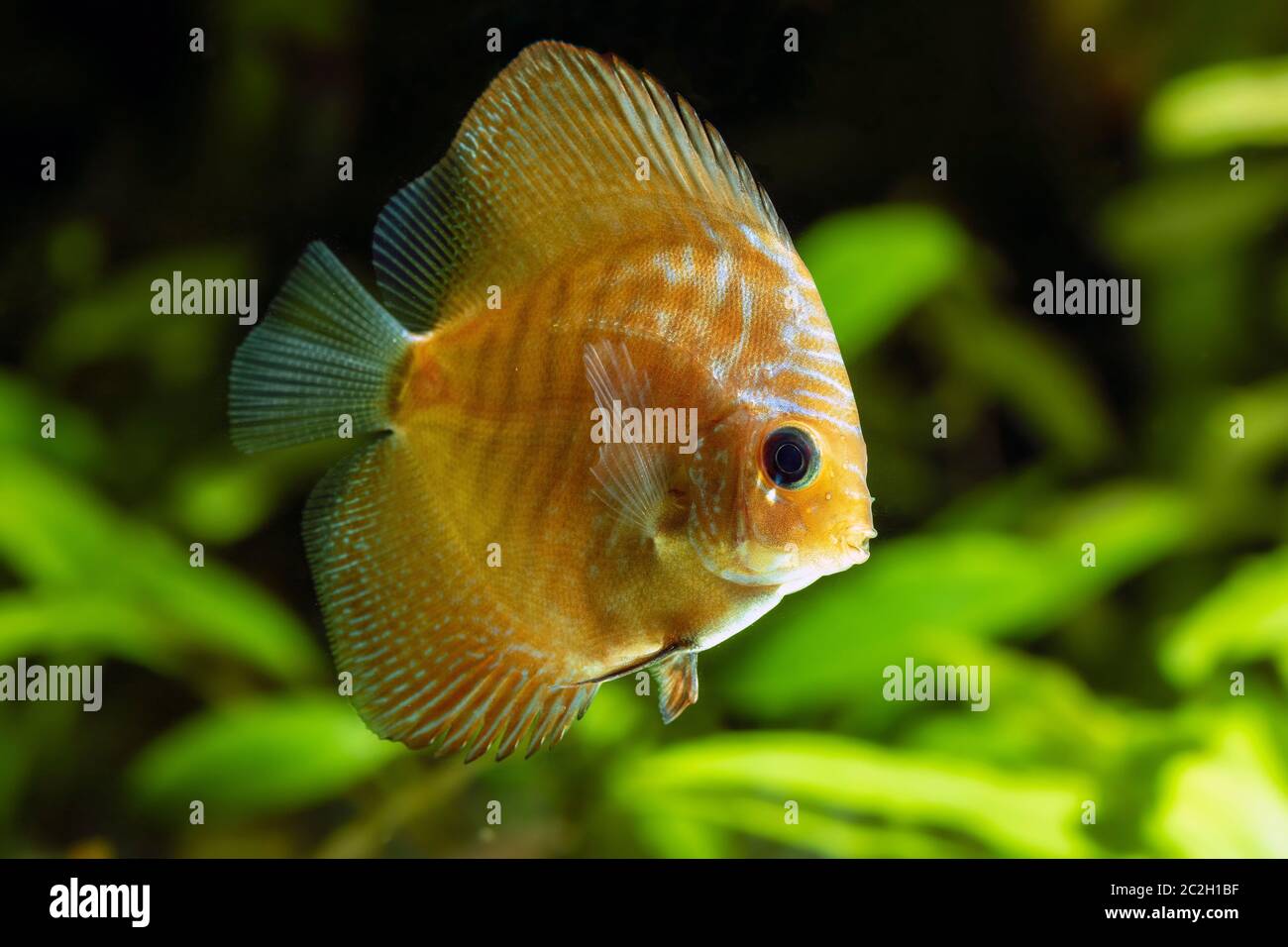 Juvenile Discus fish (genus Symphysodon) Stock Photo