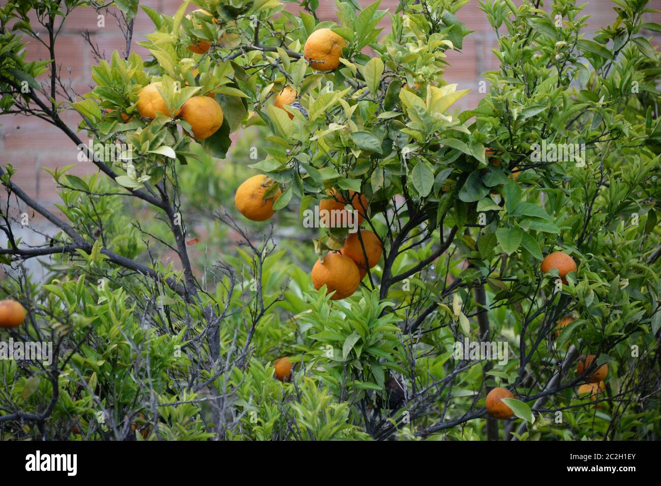 small oranges on orange tree in the province of Valencia, Spain Stock