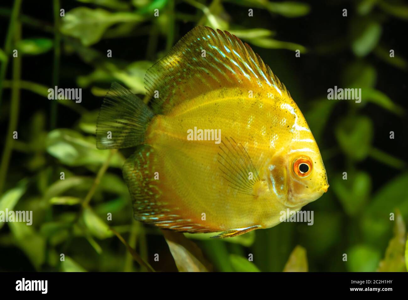 Juvenile Discus fish (genus Symphysodon) Stock Photo