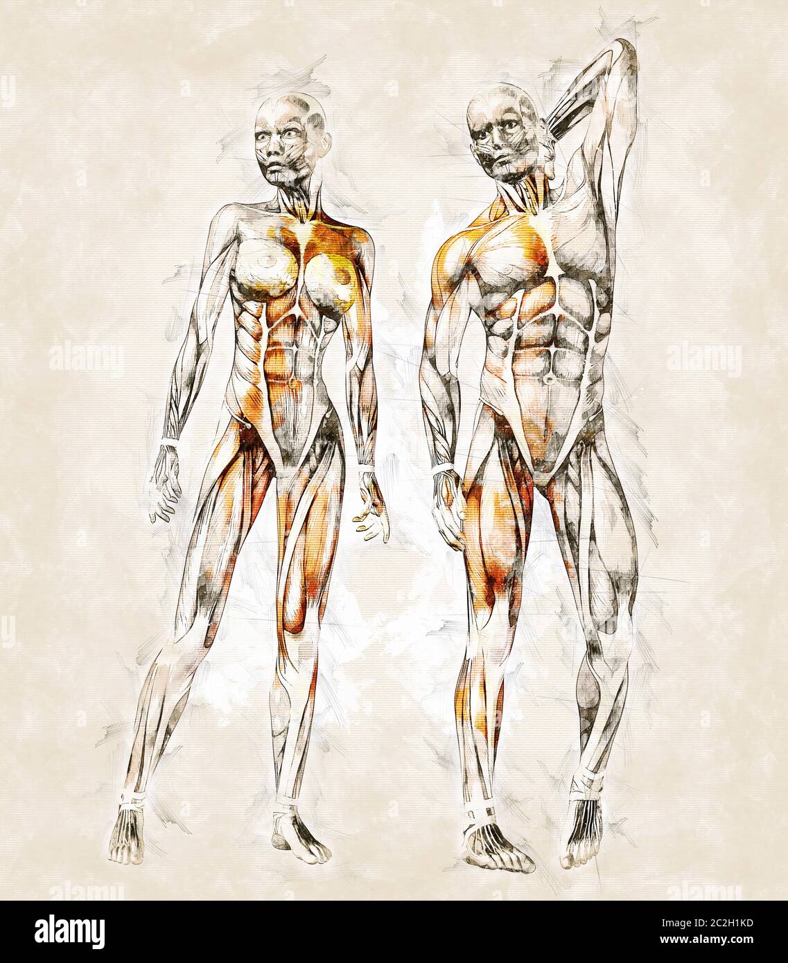 How To Draw A Easy Human At Nancy Herrick Blog