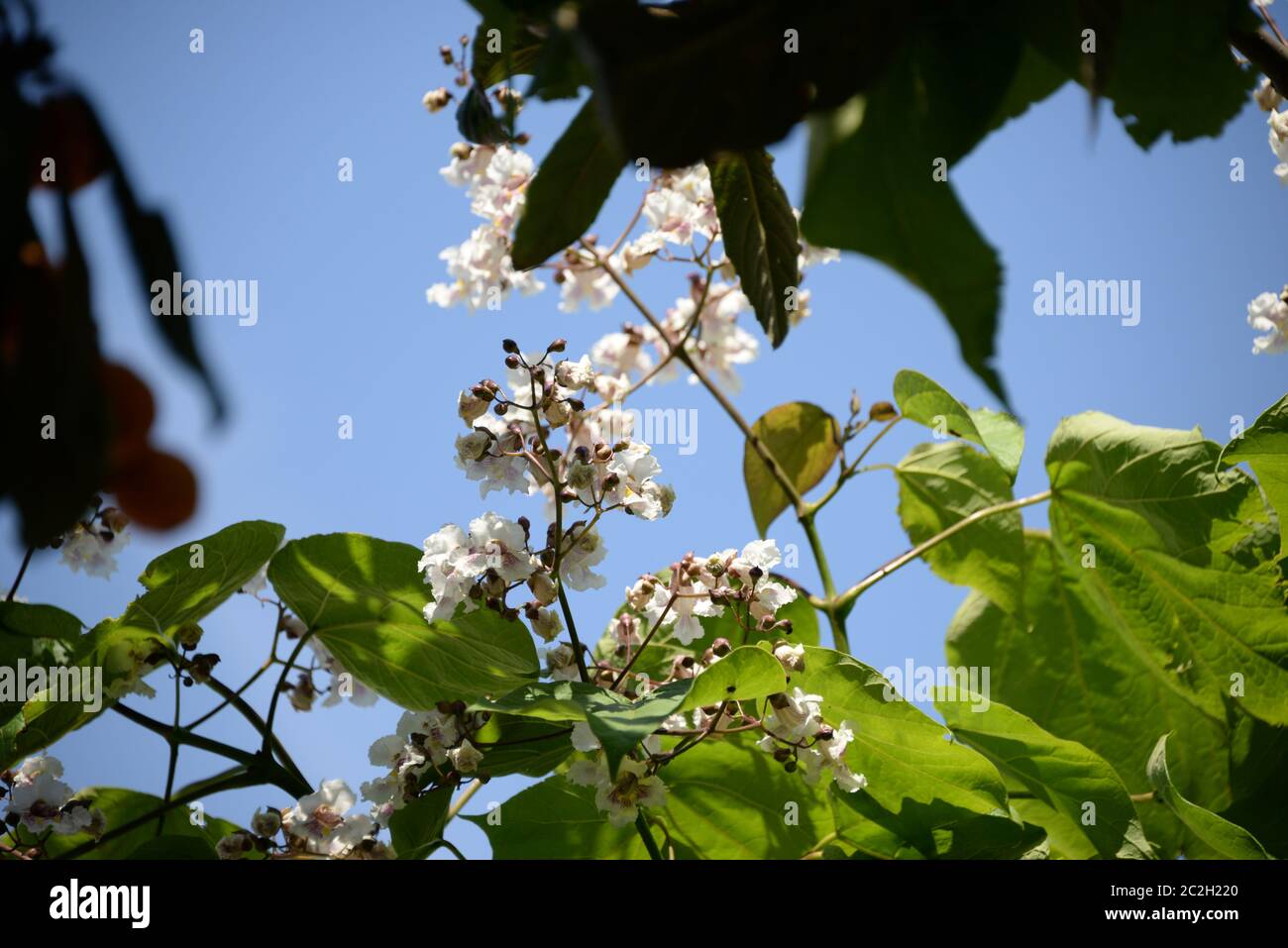 Paulownia in bloom in the province of Valencia, Spain Stock Photo