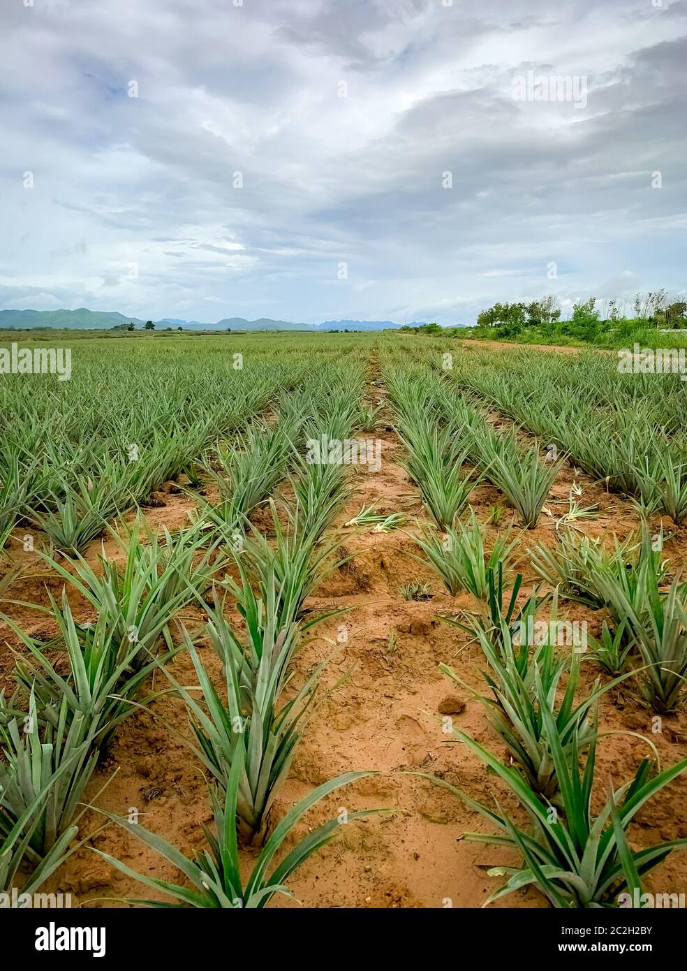 Pineapple plantation. Landscape pineapple farm and mountain. Plnat