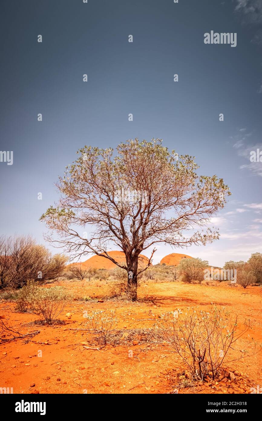 Large Tree Outback tree of the Australia outback Stock Photo - Alamy