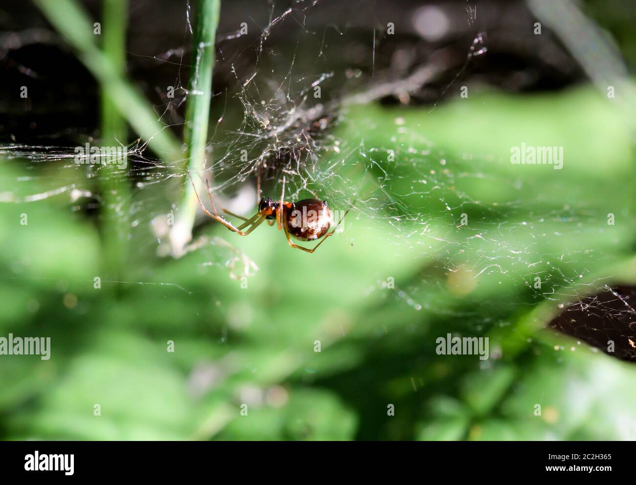 a macro of a spider Stock Photo - Alamy