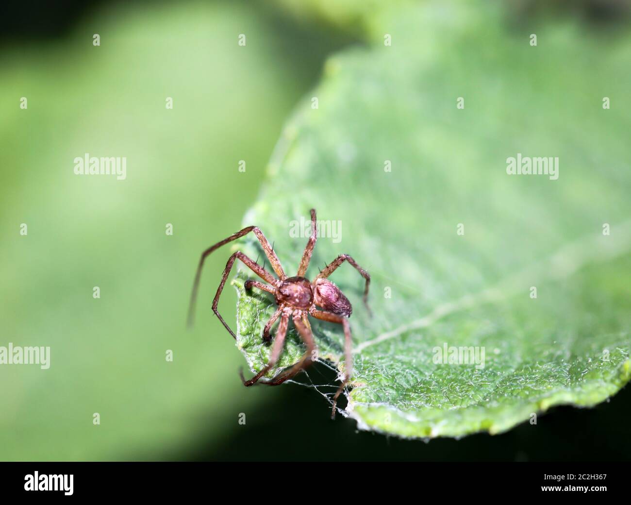 a macro of a spider Stock Photo - Alamy