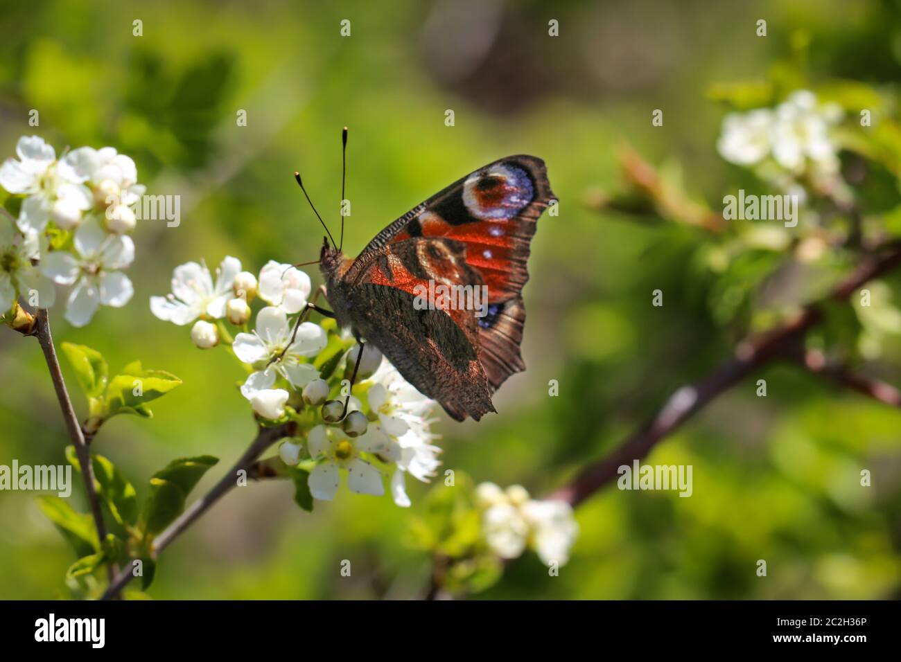 one-day peacock butterfly on white flowers Stock Photo - Alamy